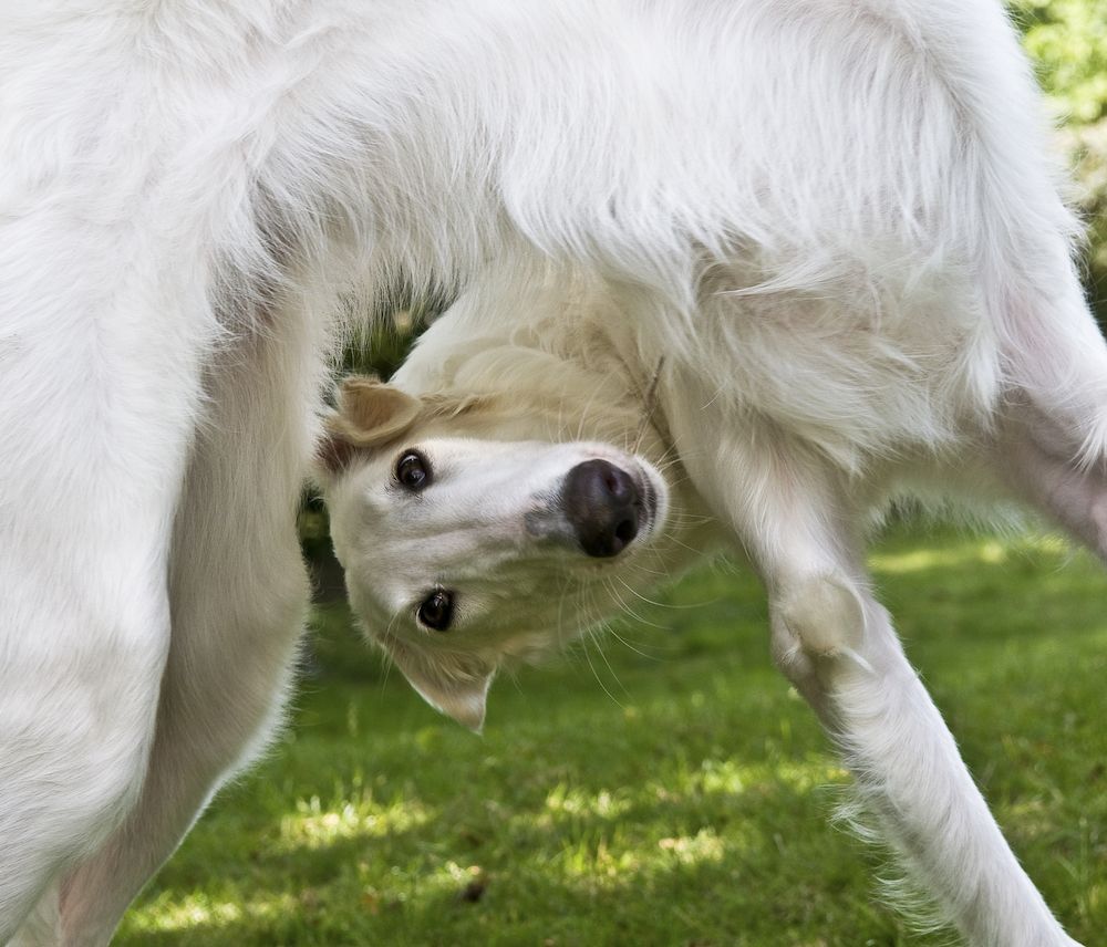 Dogs May Be ‘Dumb' ...